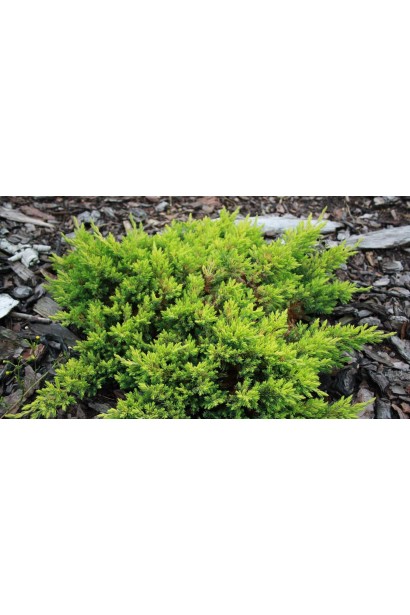 Ялівець лежачий Kishiogima із жовто-зеленим забарвленням приростів.